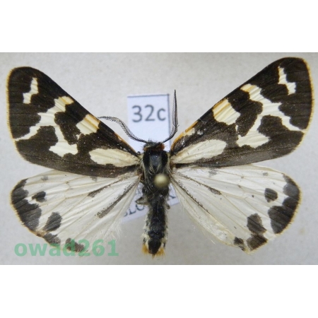 Parasemia plantaginis (Linnaeus, 1758) male form white Czech32c
